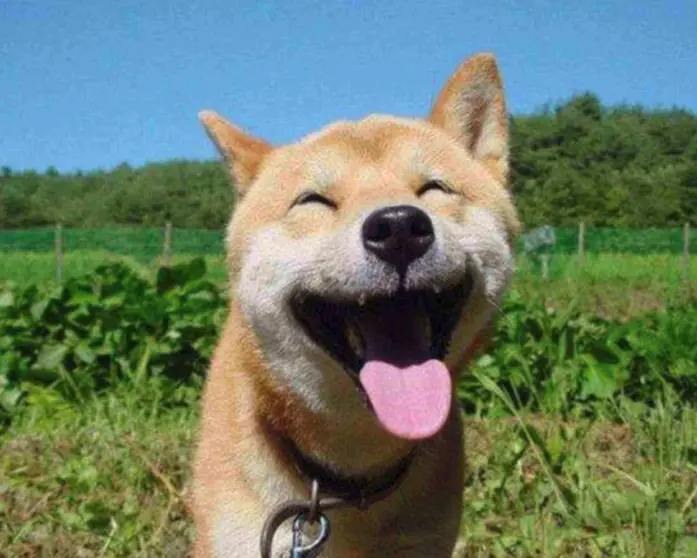 揭秘YOLO深度学习：滑动验证码缺口精准定位实战指南